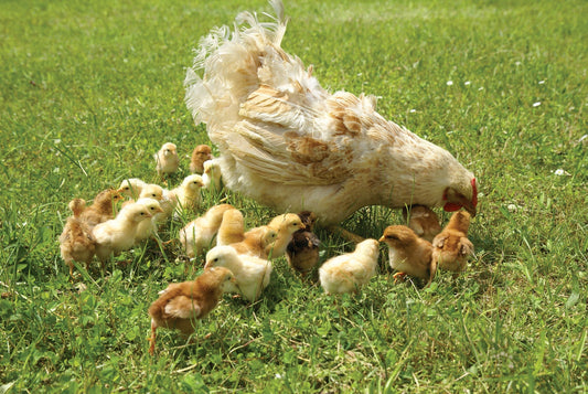 High Egg Prices: Should You Raise Your Own Chickens?
